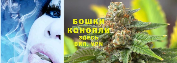 сатива Новодвинск